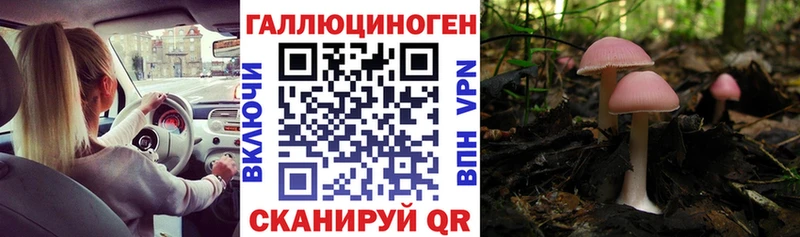 OMG ONION Камбарка Галлюциногенные грибы MAGIC MUSHROOMS